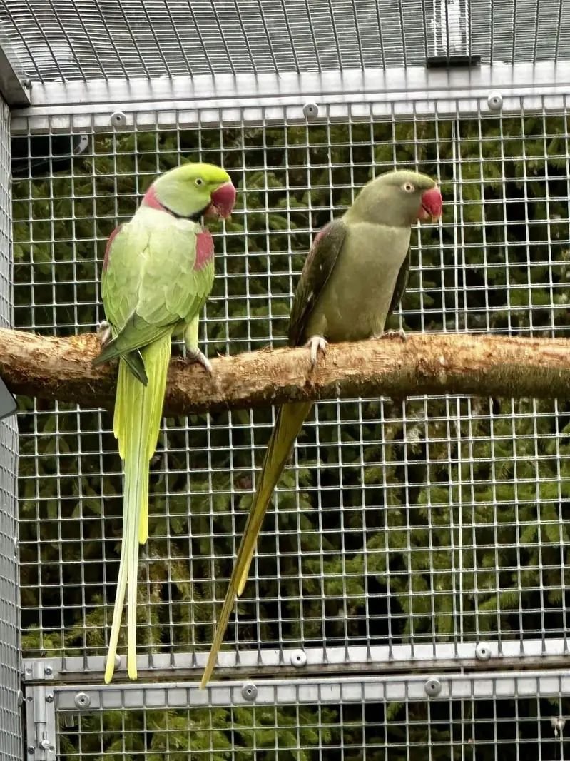 Raw parrot pair