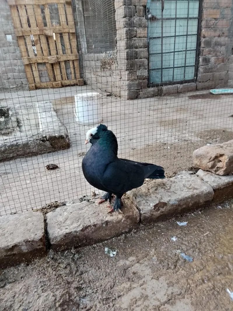 Black muki breeder male