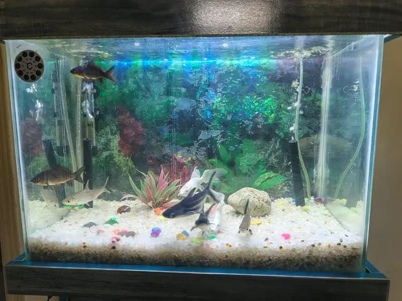 Fish aquarium 2ft full setup