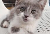 Persian kitten double coat grey and white
