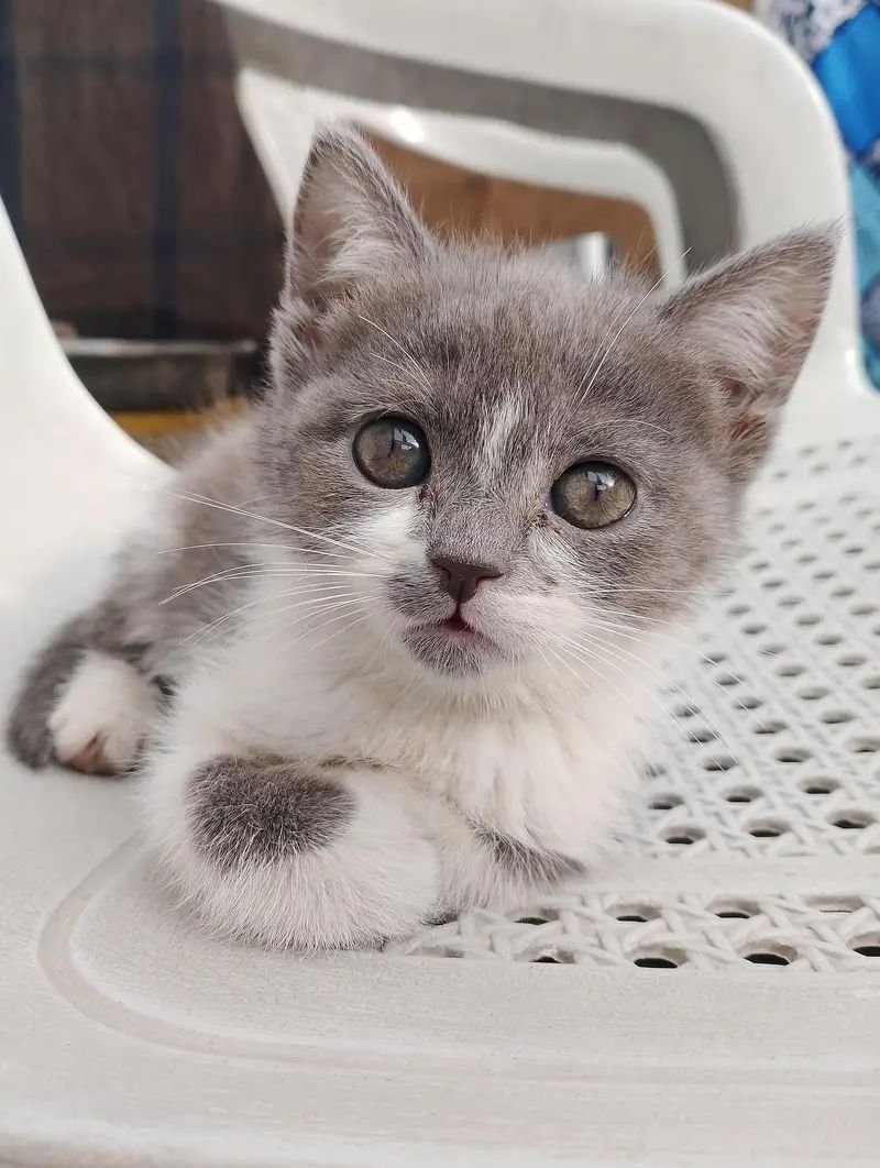 Persian kitten double coat grey and white