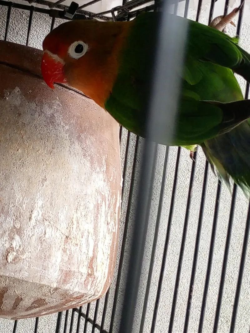 Fisher and jawa,zebra finches