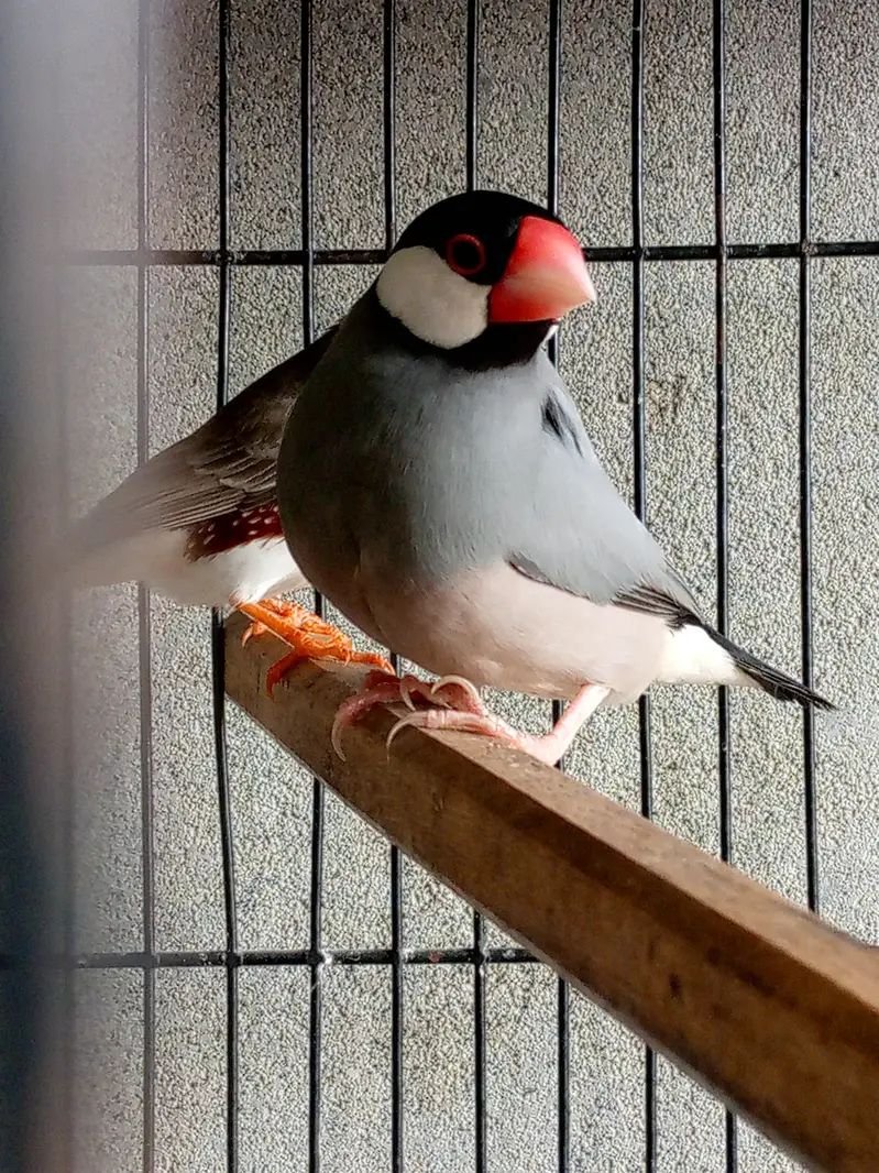 Fisher and jawa,zebra finches
