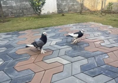 369fb799-3b44-40b1-81db-05b0be0a47ec