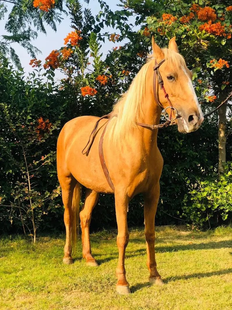 Palomino horse