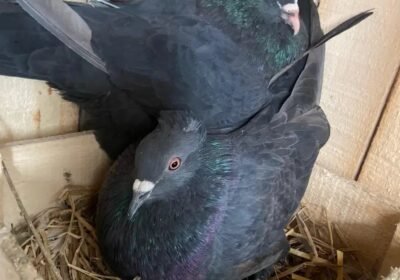 42de1e84-55f2-4928-a266-cfdf53e941e4