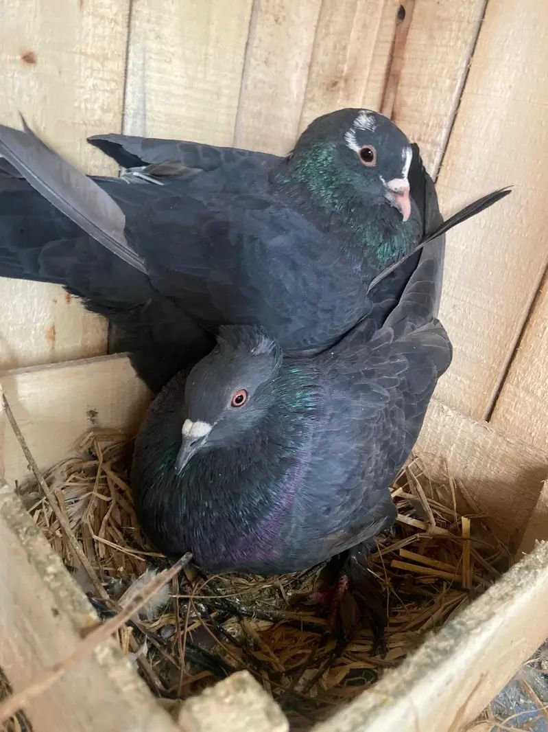 Black grey pigeon pair