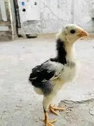 Aseel shamo chick pair