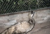 4 peacock for sale