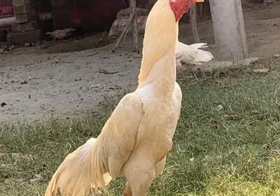 4d44d94b-9bb4-4c3e-933d-d0f67d849fd8