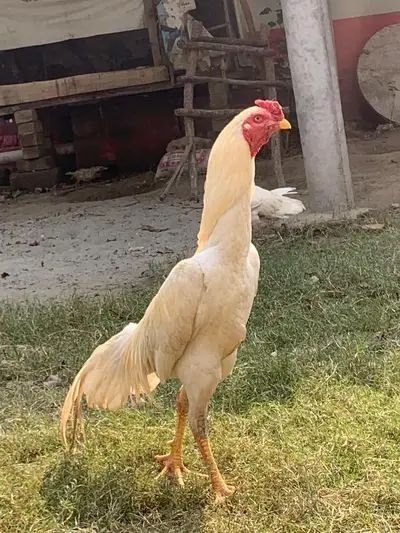 White O Shamo /Aseel shamo /king size/ shamo male/high Quality shamo