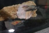 Halfmoon Betta fish