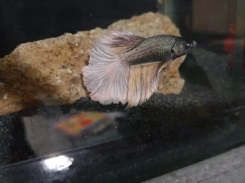 Halfmoon Betta fish