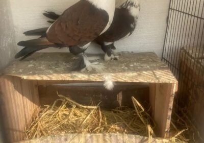 4f50c914-9e67-4dd8-b3cd-eaf0620aa268