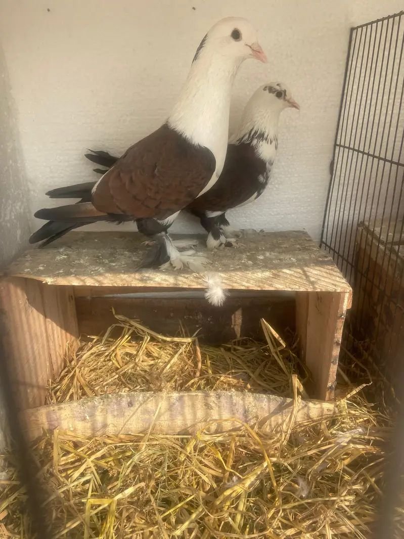 Fancy pigeon pair