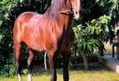 Desi Ravi breed horse