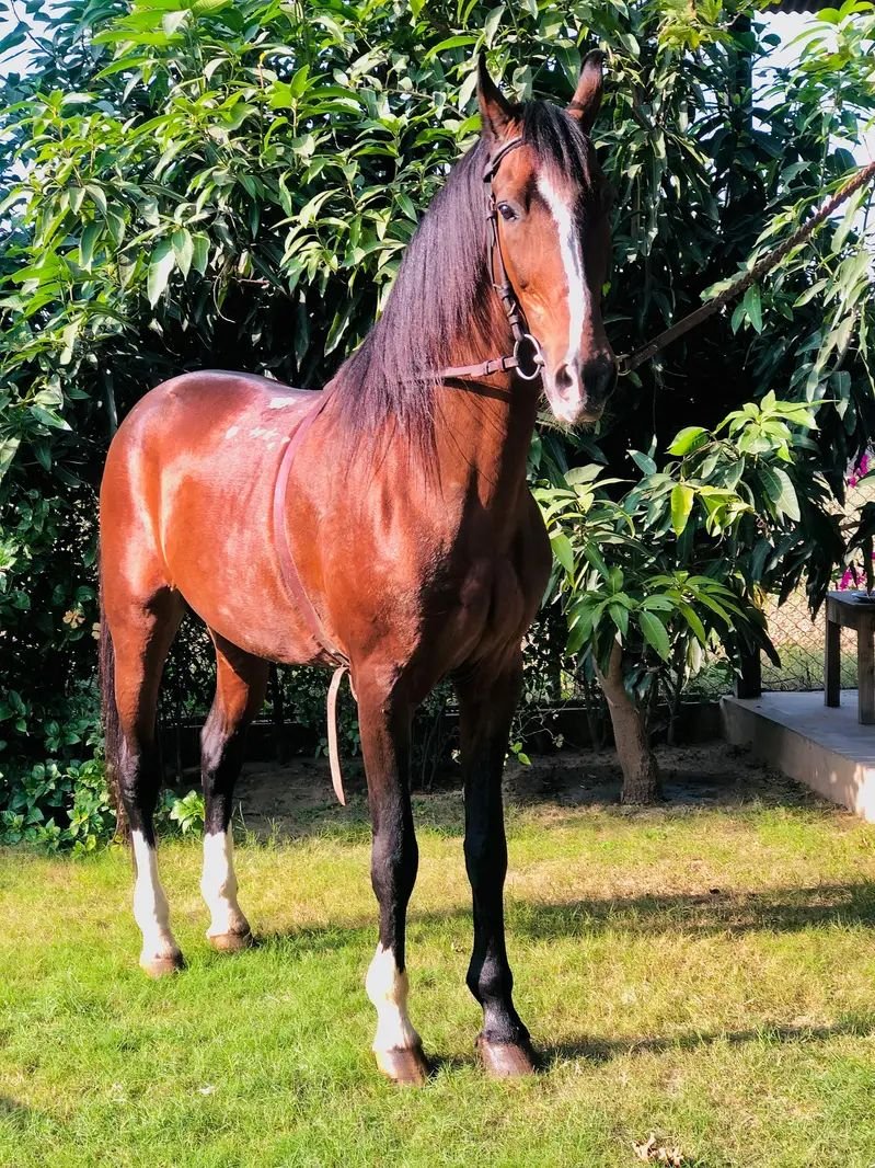 Desi Ravi breed horse