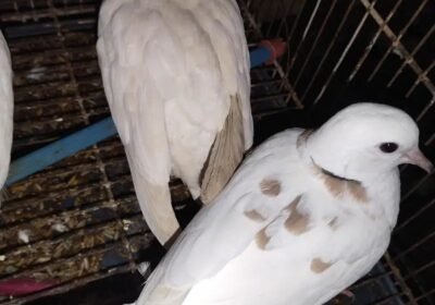 5138f6c8-1d3e-4cf5-aef6-4564625ca5bd