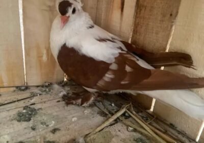 5638f668-1fcb-45c7-907e-de683bc0886d