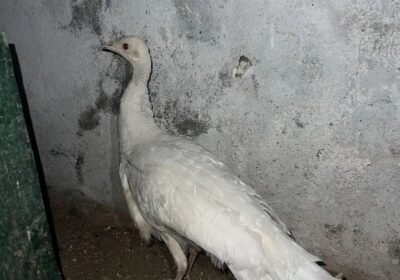 5d3fe461-e89a-4dcb-8f54-45013fd237ae