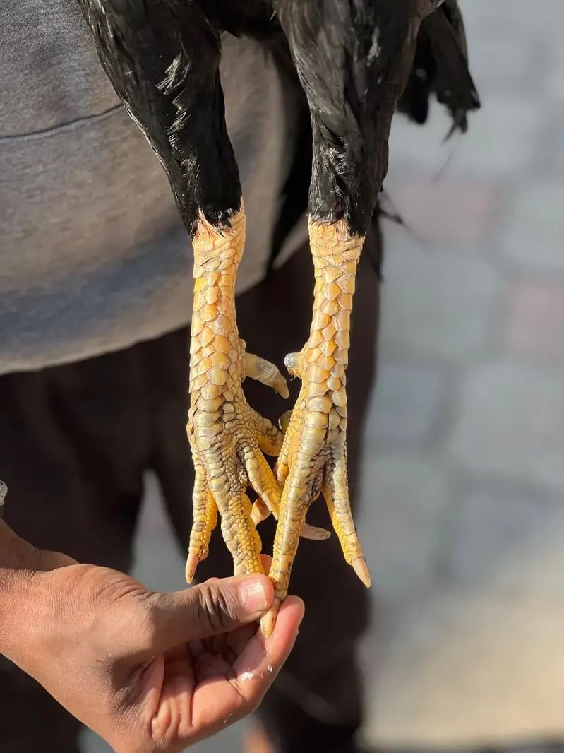 Aseel | lakha |mushka| jawa |lasani