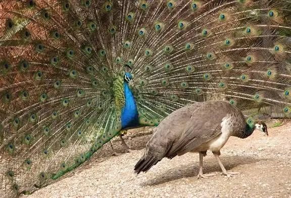 Breeder peacock pair blue shoulder