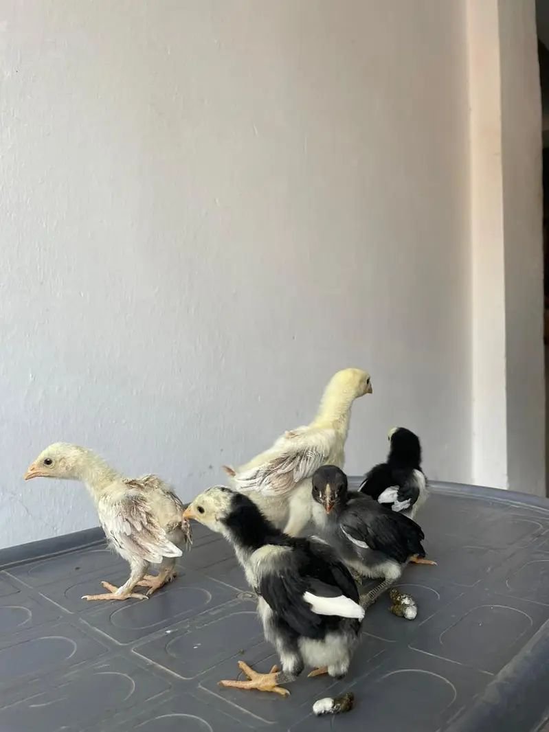 Aseel shamo chick pair