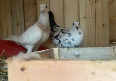 621186fa-ef50-4869-a9e1-64fbef2f0560