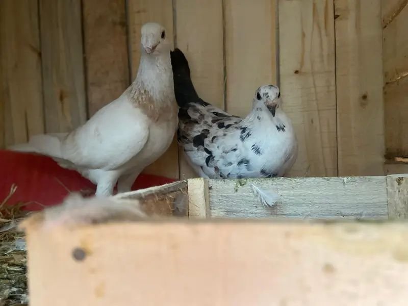 Breeder pigeon pair available