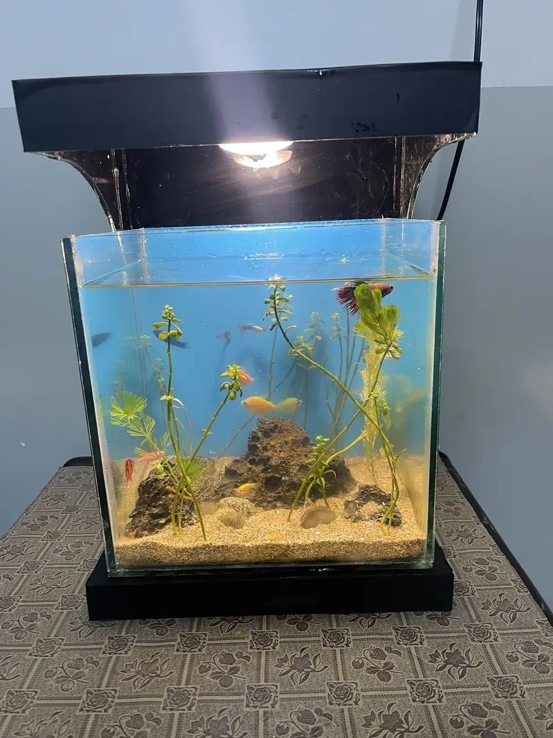 Natural Fish aquarium