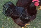 Fancy Hen chicks Brahma,Polish,Heavy