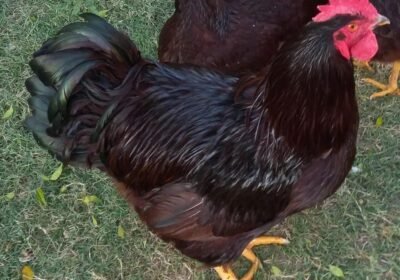 662907d0-4888-4e2c-9750-bbfb2bd8f1c1