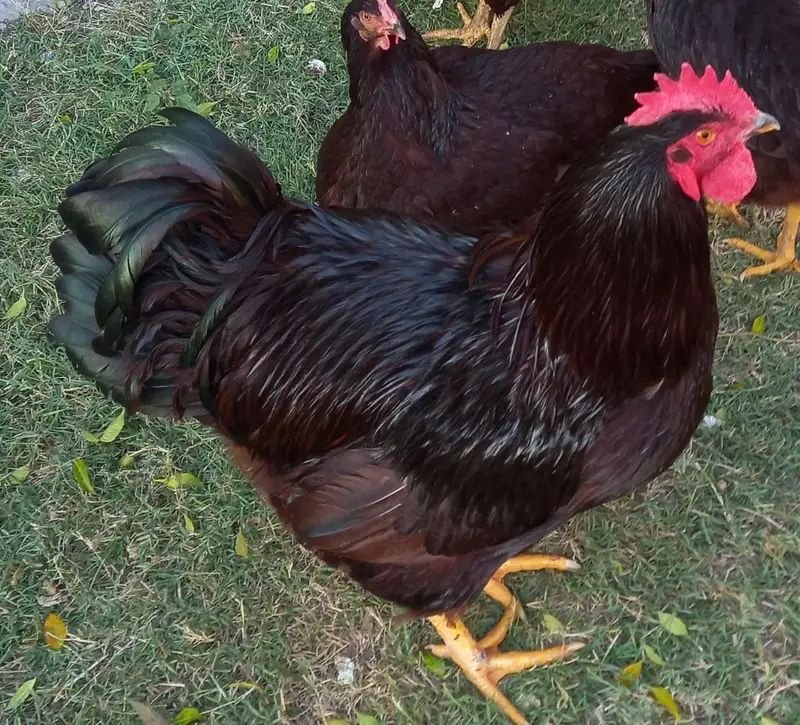 Fancy Hen chicks Brahma,Polish,Heavy