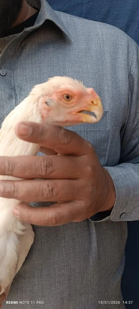 indian parrot beak/ parrot beak hen/ hen