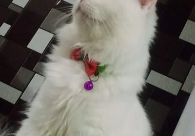 68f43ae0-7cd8-4067-9647-df9768bca074