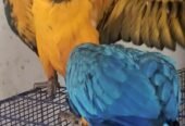 Blue n gold macaw chick available