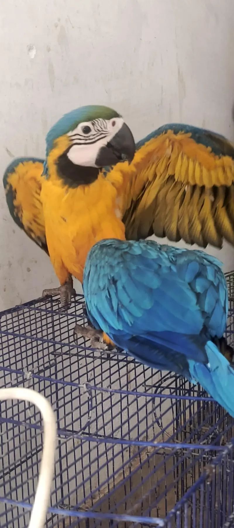 Blue n gold macaw chick available