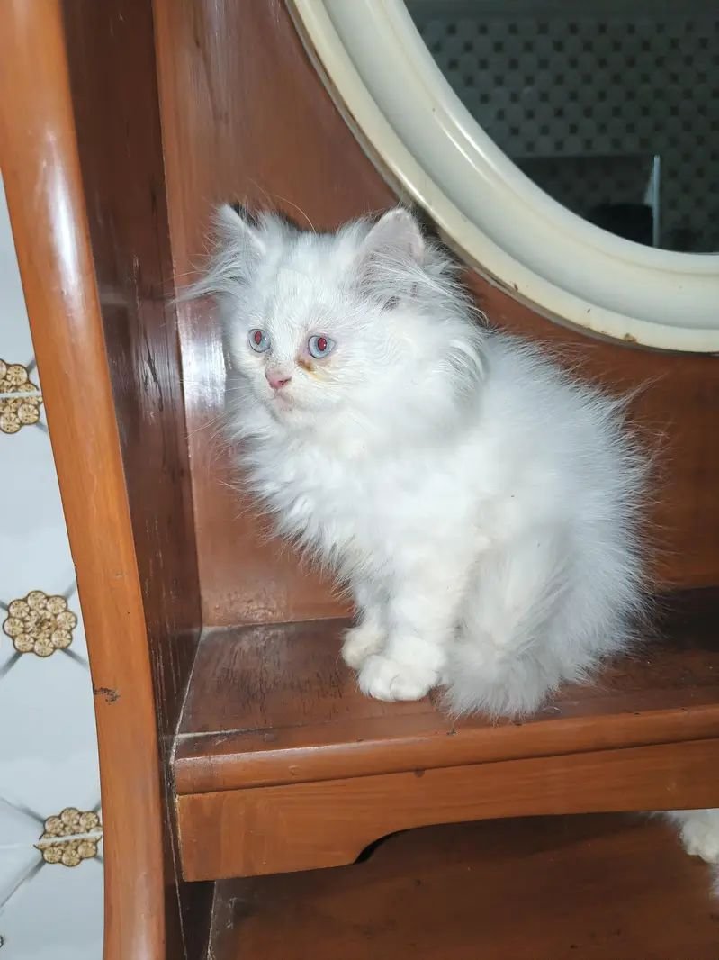 Cat’s babies for sale