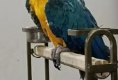 Blue n gold macaw chick available