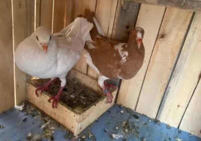 72303b30-0991-458a-8ce1-9cc3bee574dd