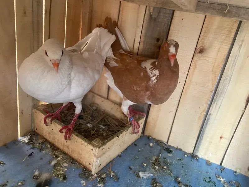 White brown pigeon pair