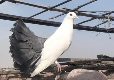 78c67347-1679-4899-a21e-1a298435015d