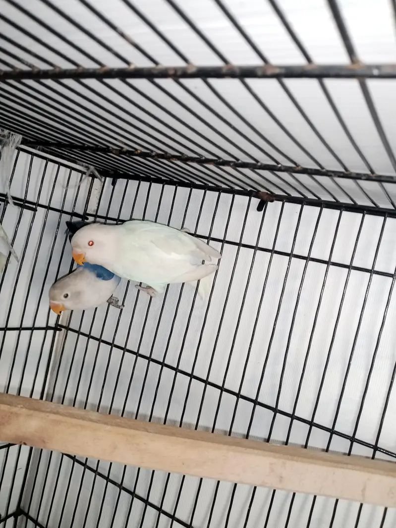 Albino red eyes confirmed b2