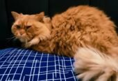 Urgent sale Persian male cat