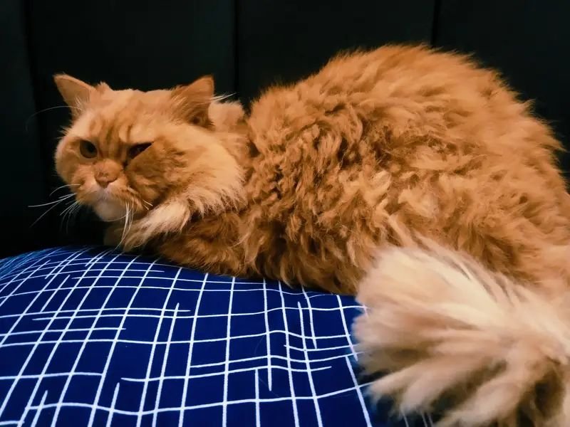 Urgent sale Persian male cat