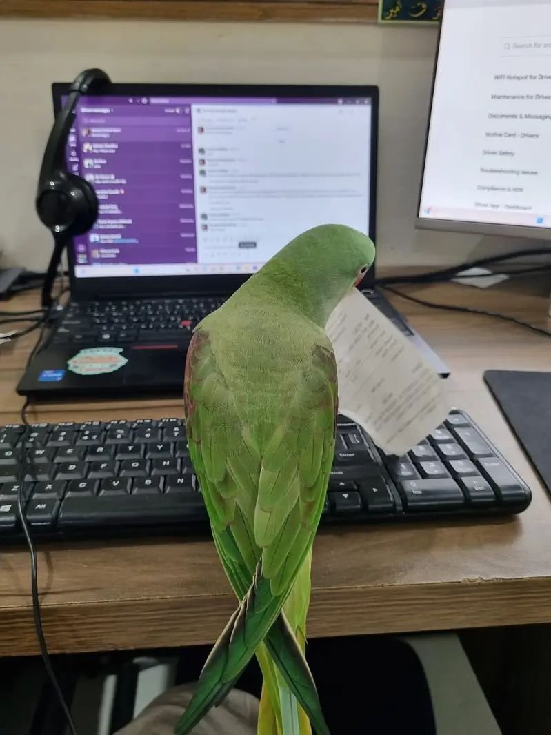 Raw parrot
