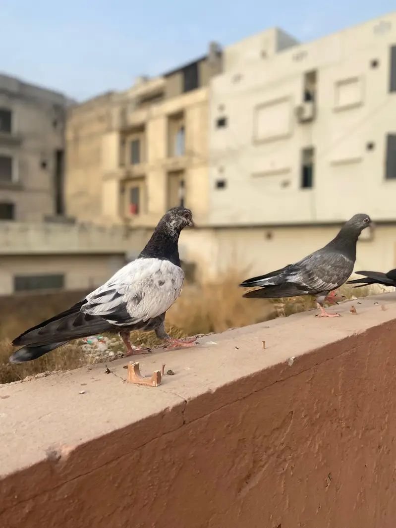 Pigeon pair for sale