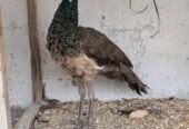 4 peacock for sale