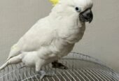 Cockatoo bird