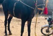 Black horse for sale